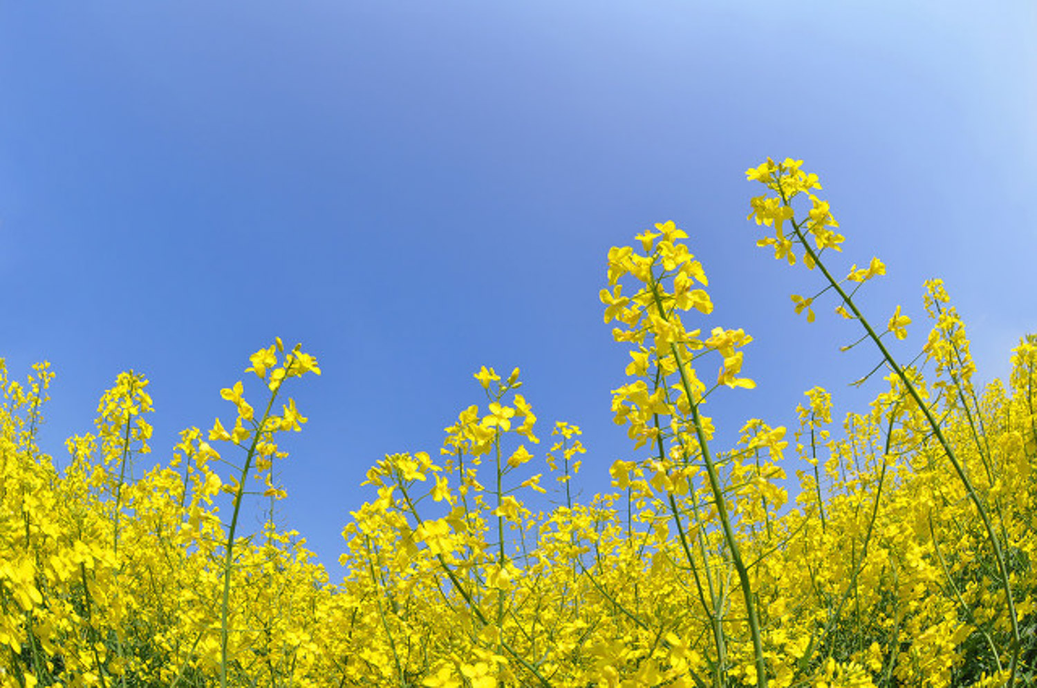 油菜花黄叶的原因和处理办法