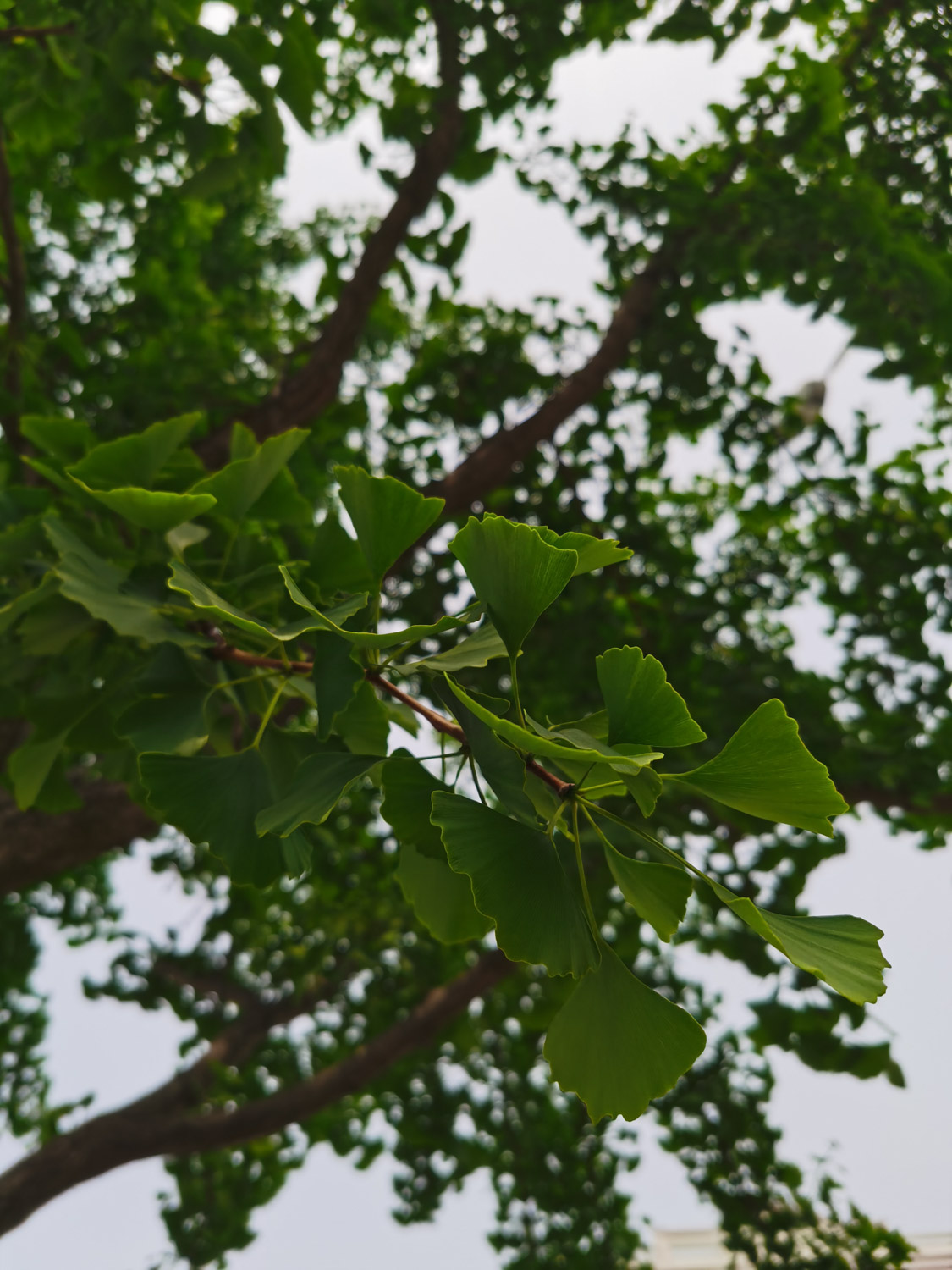 银杏黄叶的原因和处理办法