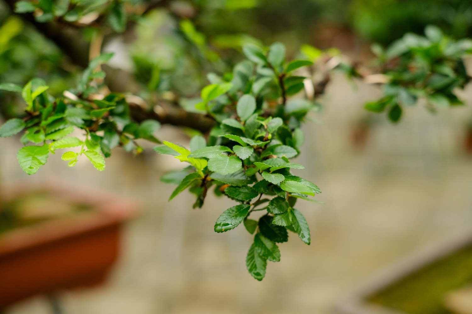 榆树黄叶的原因和处理办法