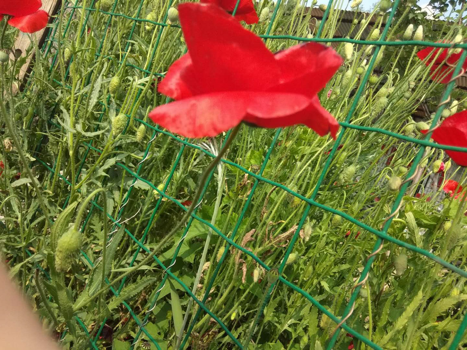 虞美人 虞美人黄叶的原因和处理办法