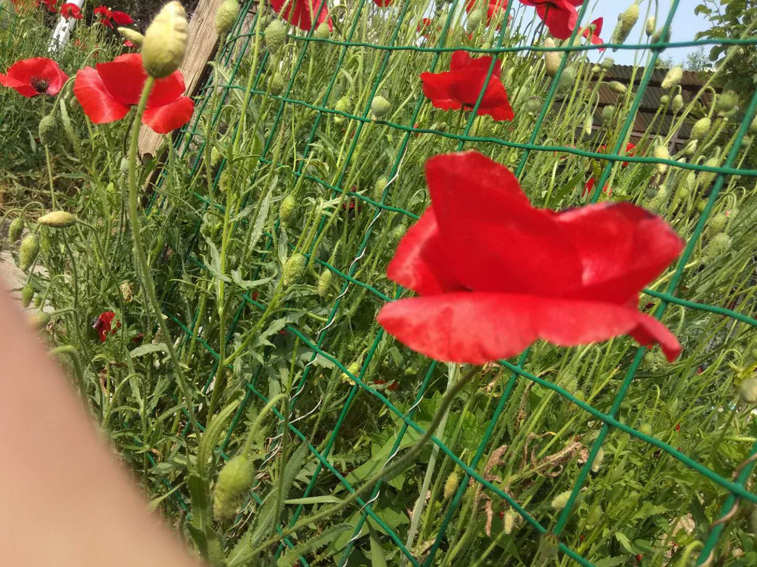 虞美人 虞美人黄叶的原因和处理办法