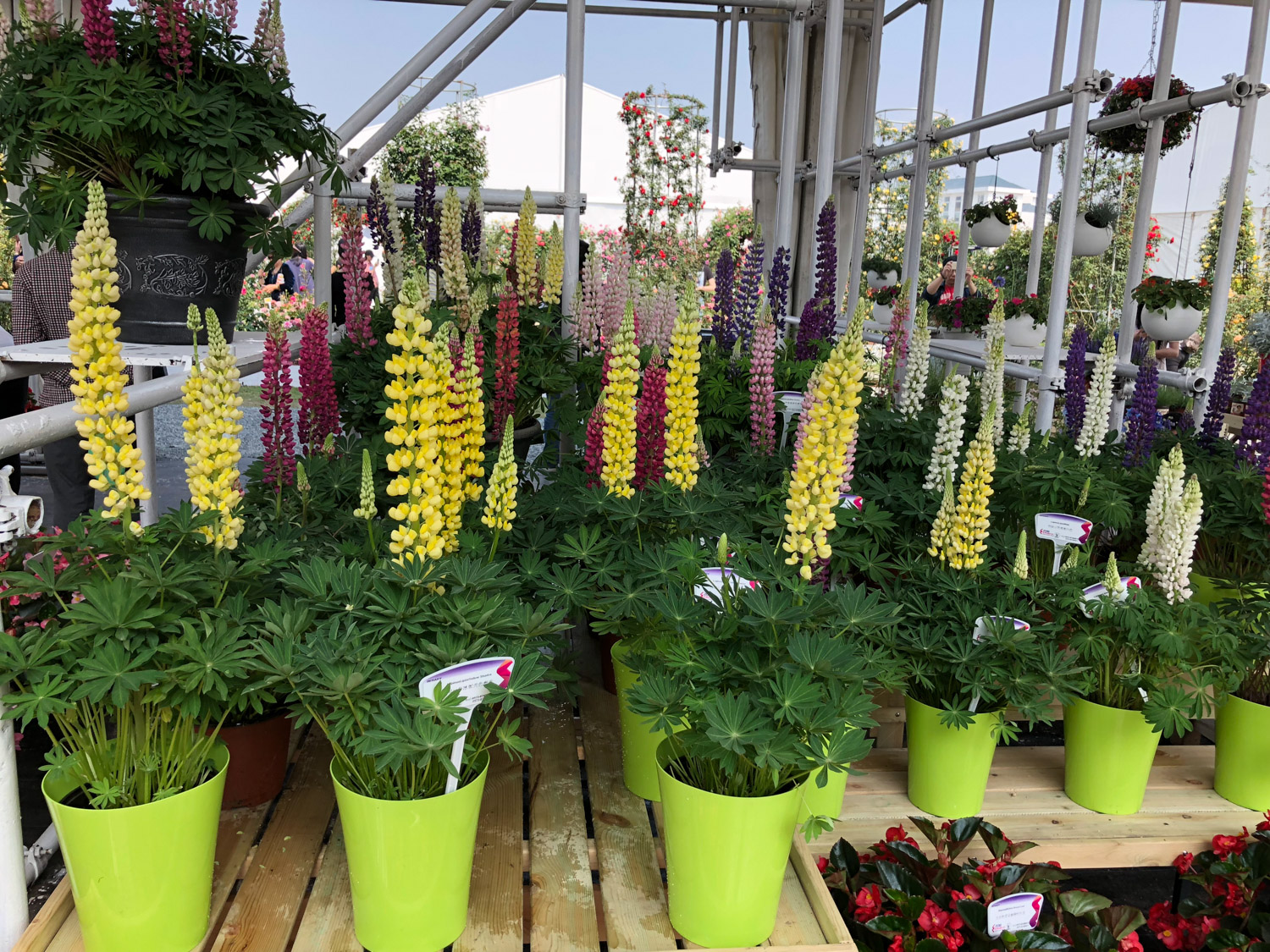 羽扇豆黄叶的原因和处理办法