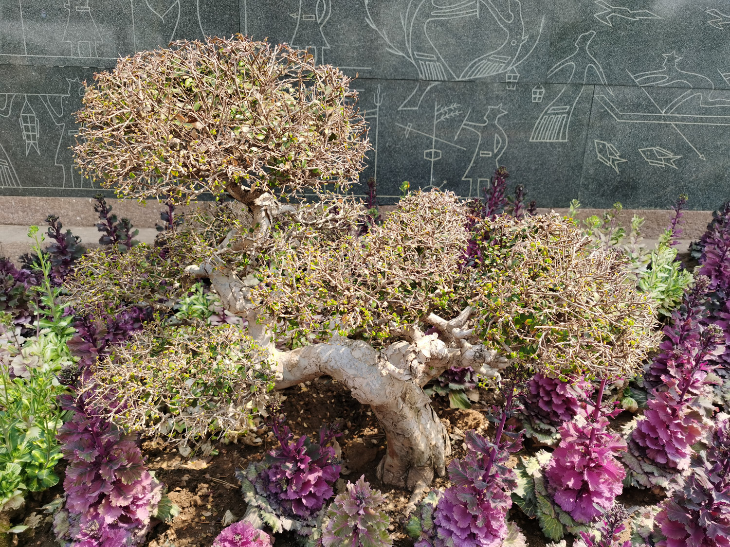 羽衣甘蓝 羽衣甘蓝黄叶的原因和处理办法