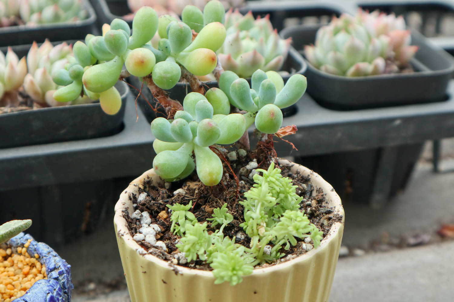 乙女心黄叶的原因和处理办法