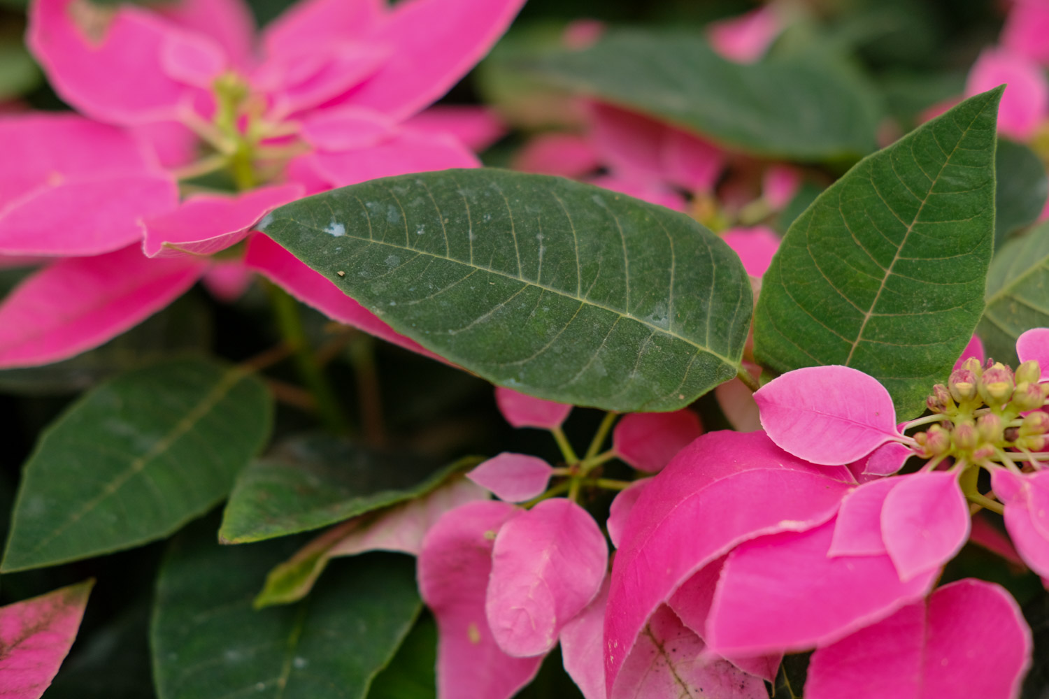 一品红黄叶的原因和处理办法