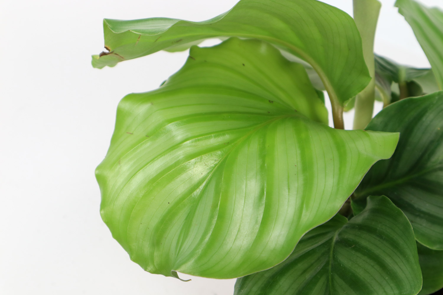 圆叶竹芋黄叶的原因和处理办法