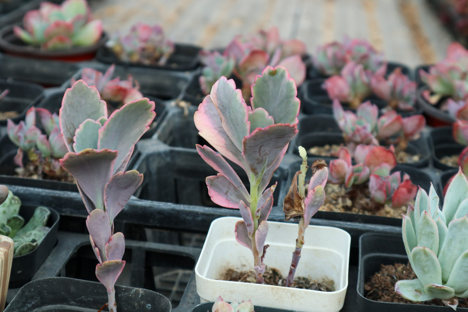 玉吊钟 玉吊钟黄叶的原因和处理办法