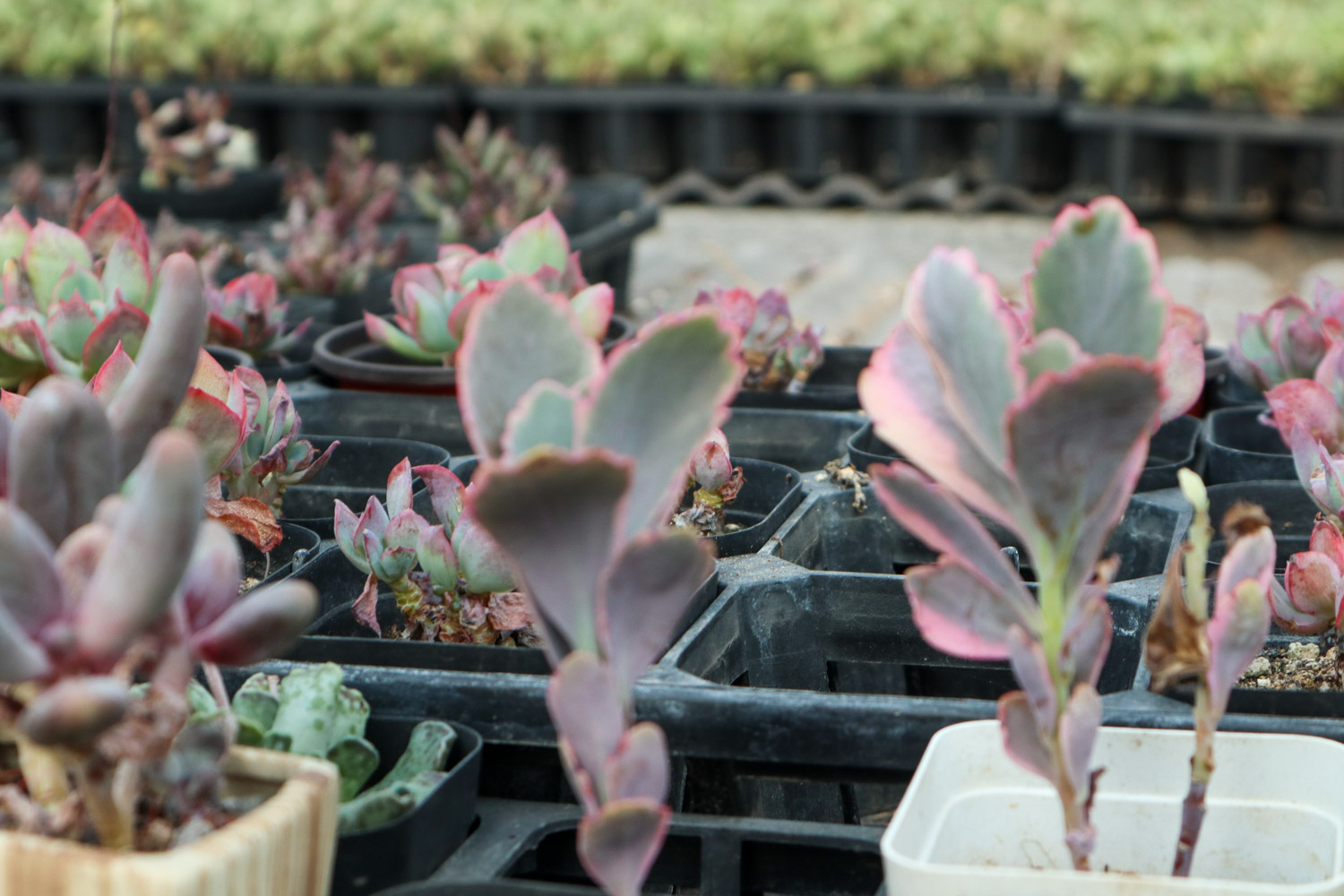 玉吊钟 玉吊钟黄叶的原因和处理办法