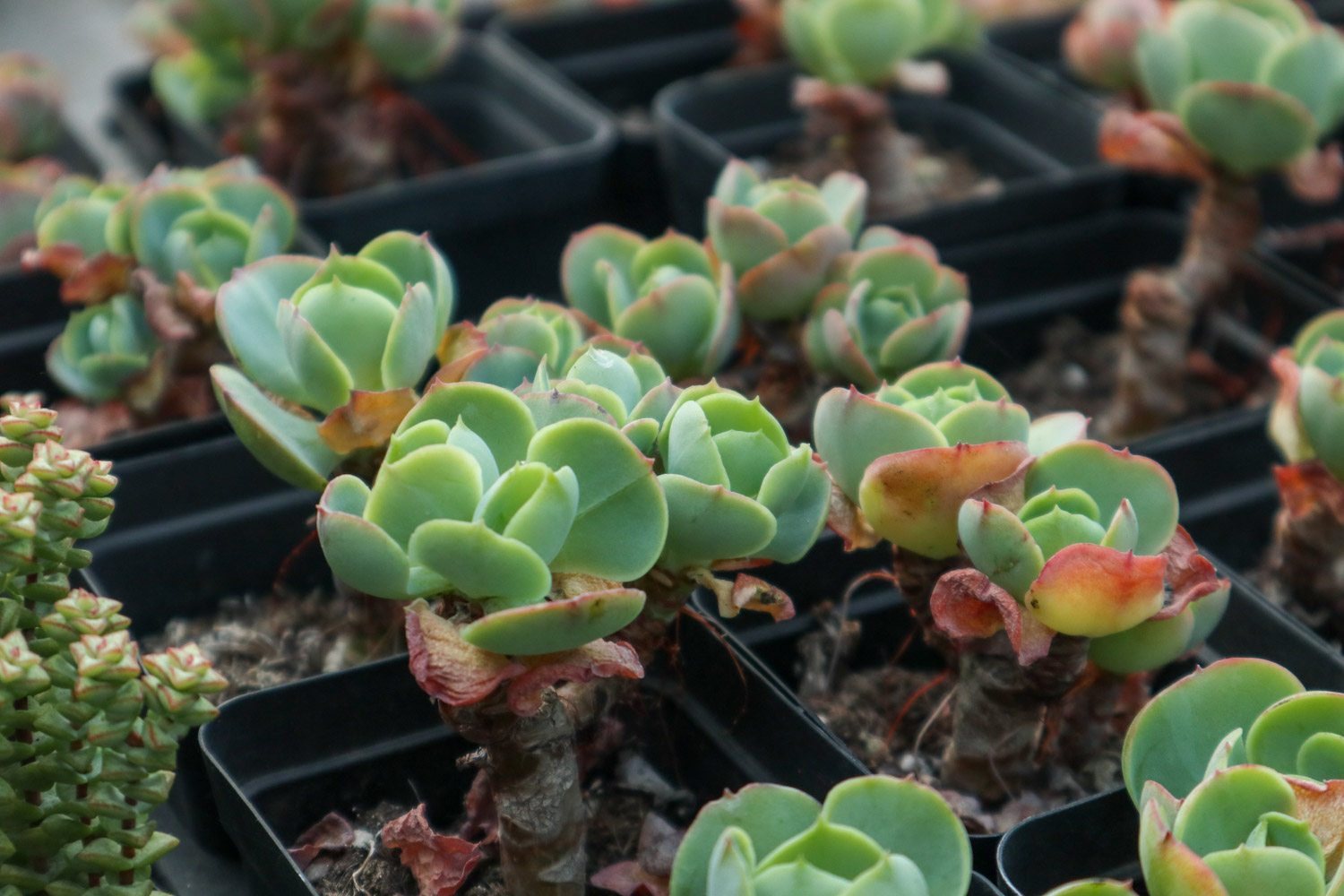 玉蝶黄叶的原因和处理办法