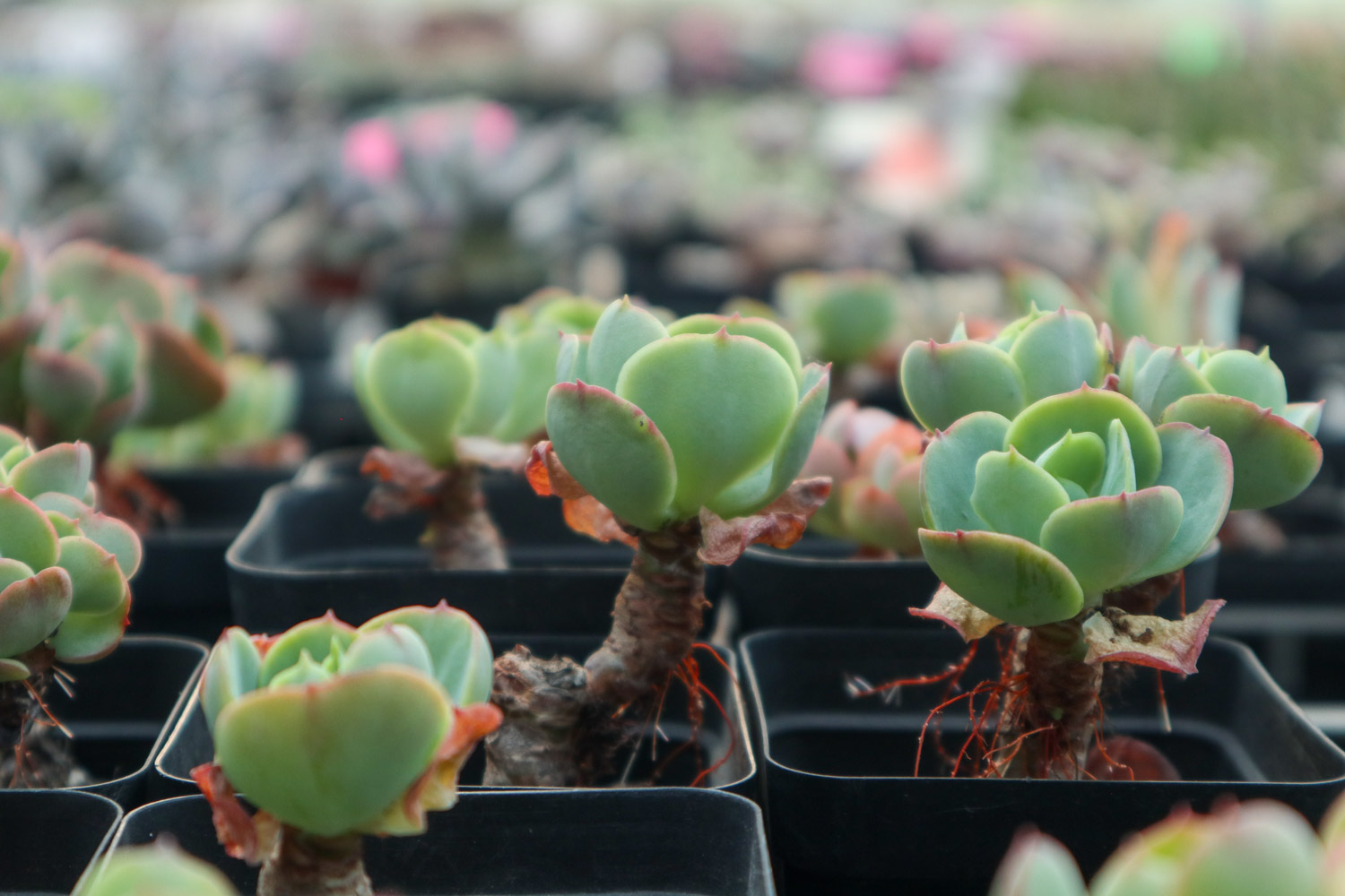 玉蝶黄叶的原因和处理办法