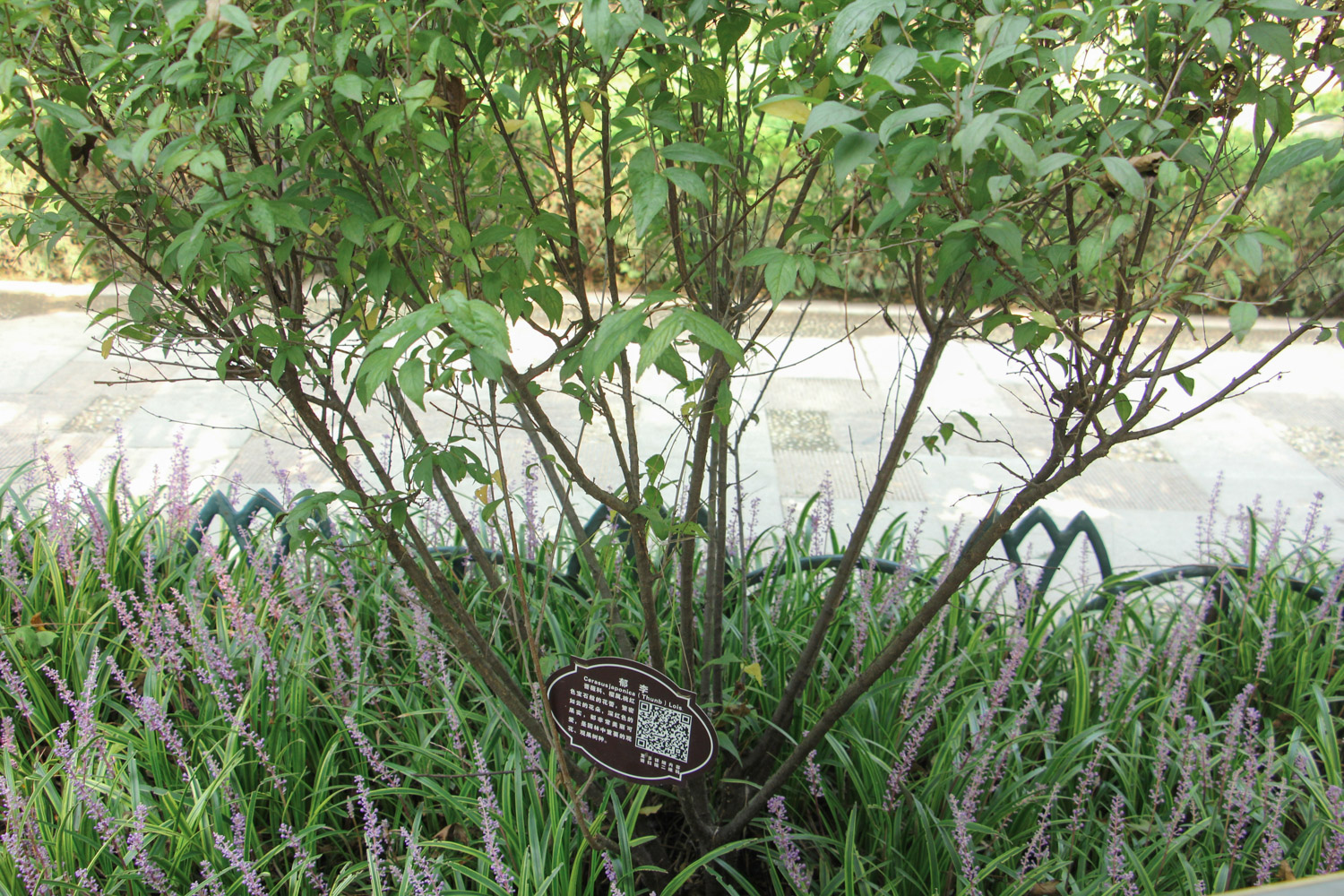 郁李黄叶的原因和处理办法