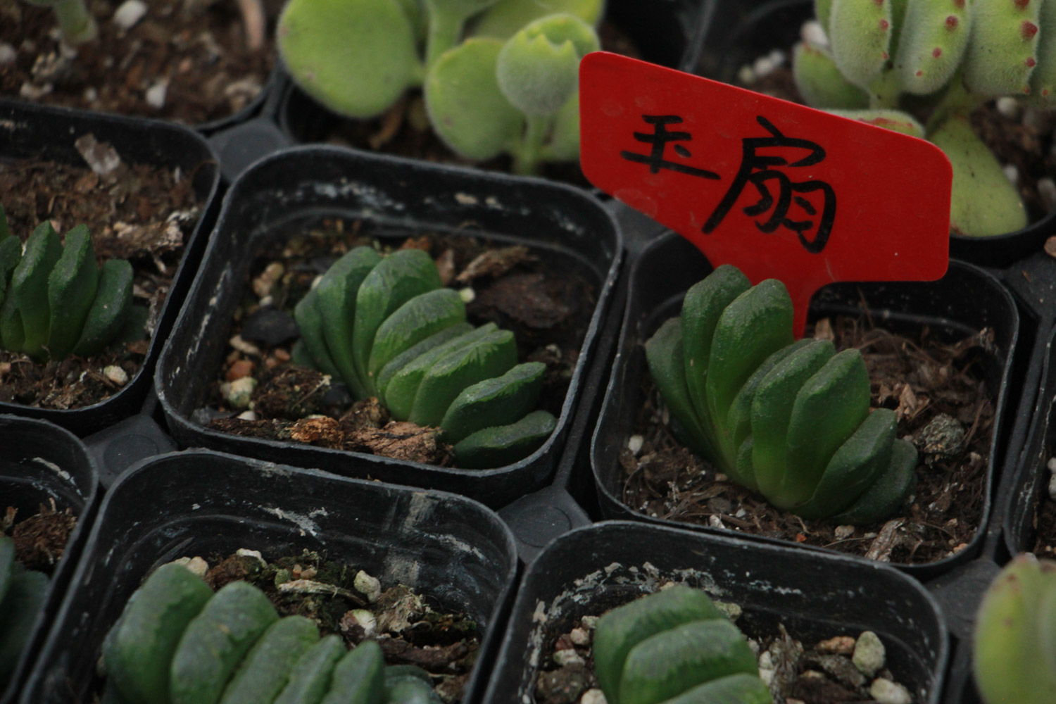 玉扇黄叶的原因和处理办法