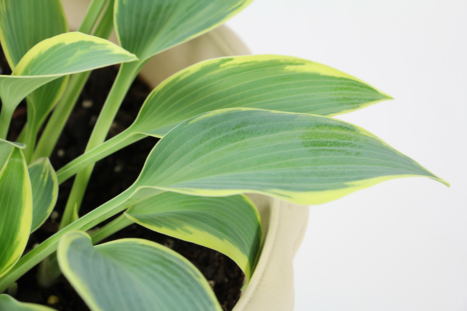 玉簪花黄叶的原因和处理办法