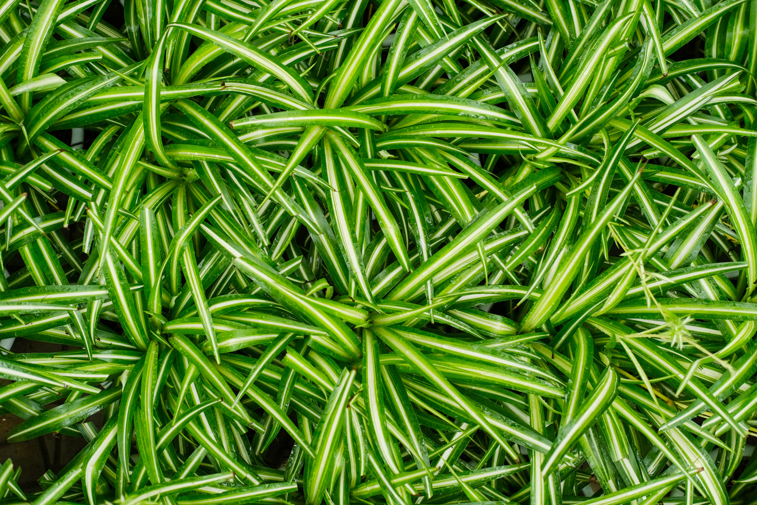 吊兰 吊兰黄叶的原因和处理办法