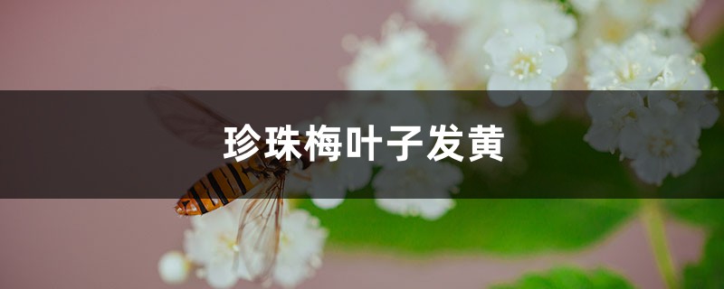 珍珠梅黄叶的原因和处理办法