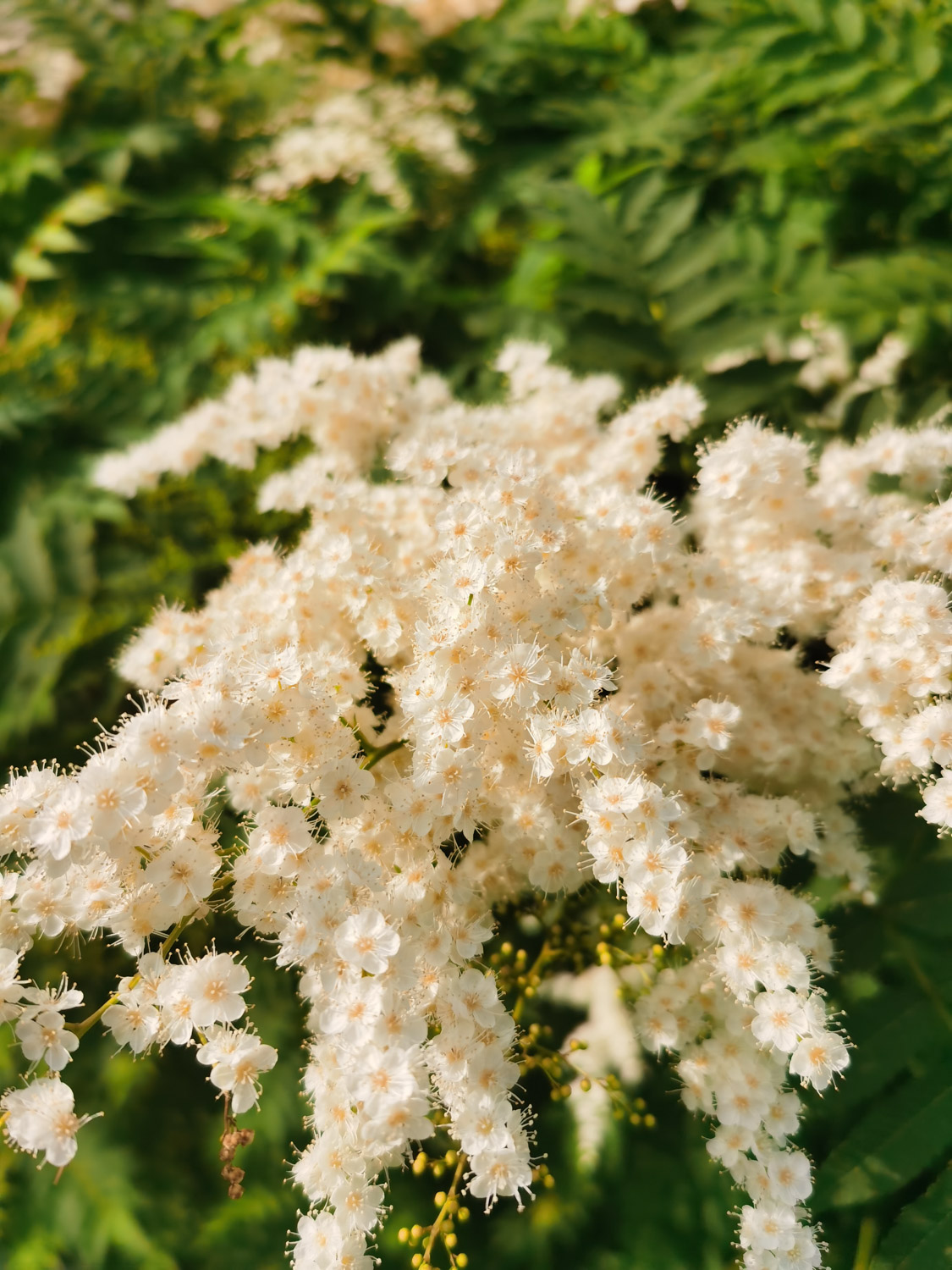 珍珠梅黄叶的原因和处理办法