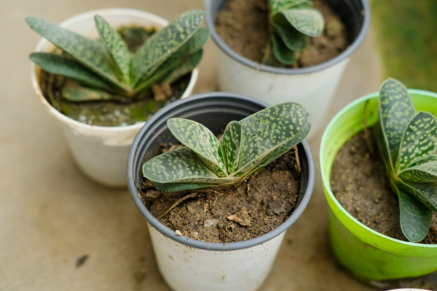 子宝 子宝黄叶的原因和处理办法