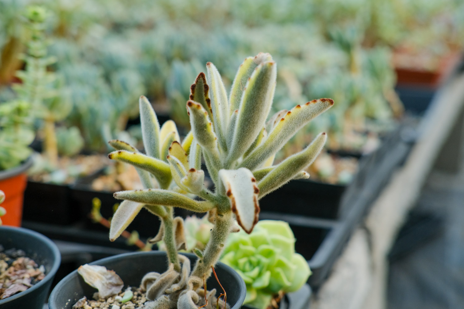 月兔耳黄叶的原因和处理办法