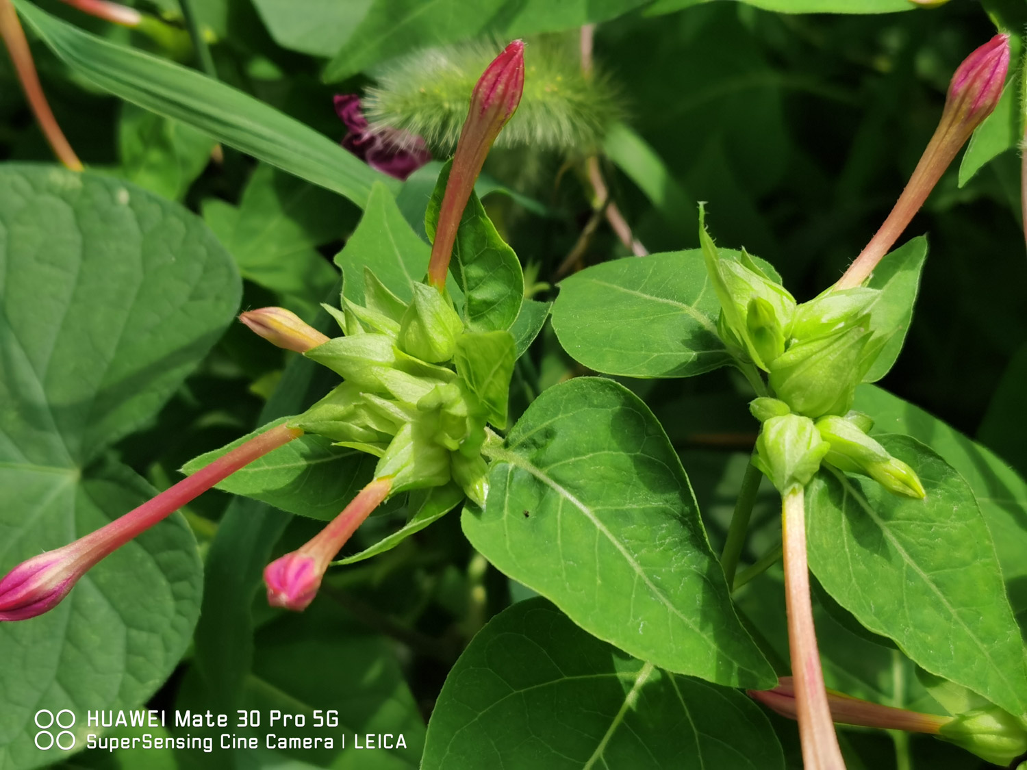 紫茉莉黄叶的原因和处理办法