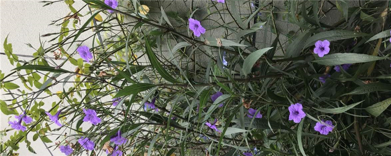 紫露草黄叶的原因和处理办法 七彩仙子