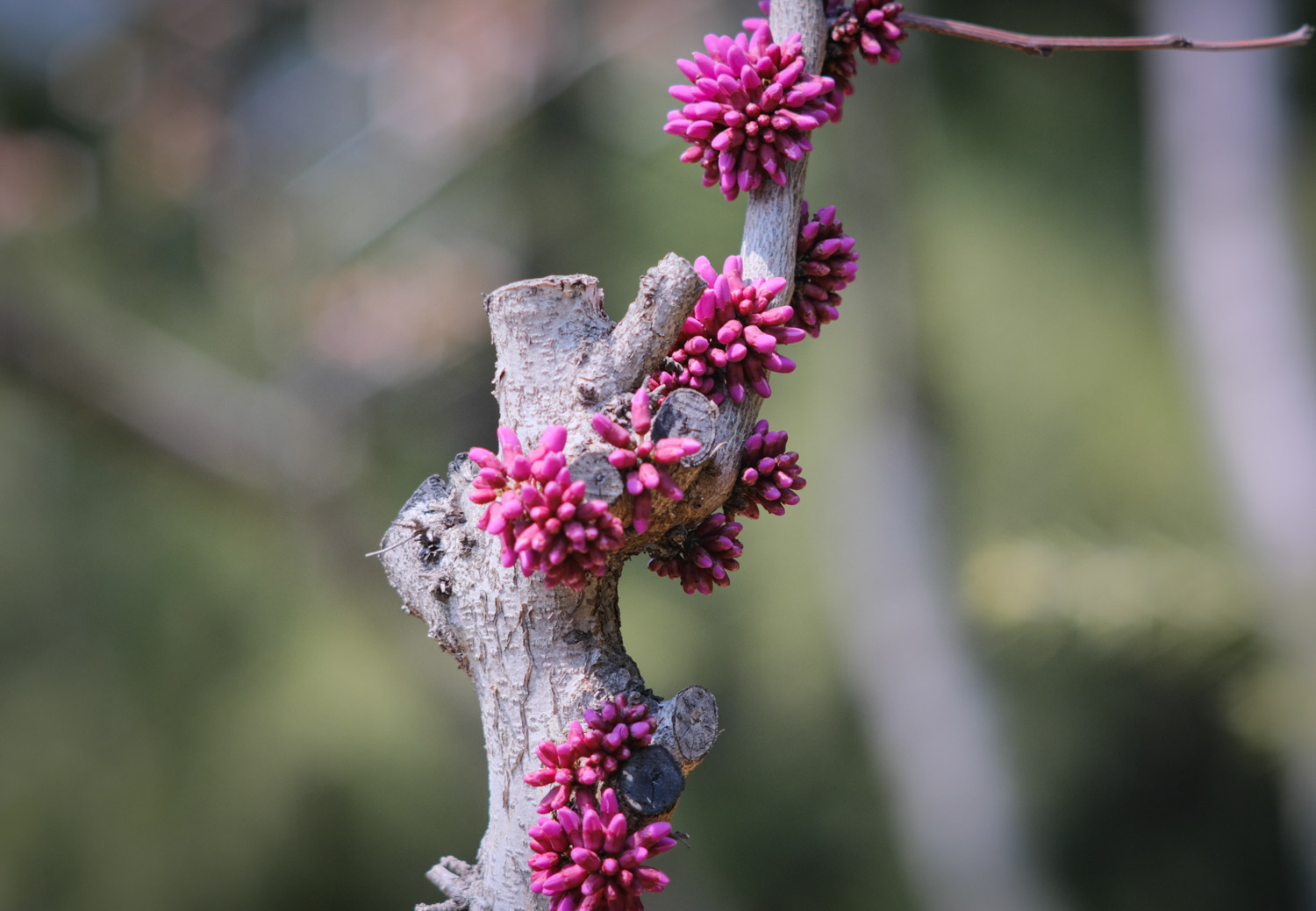 紫荆黄叶的原因和处理办法