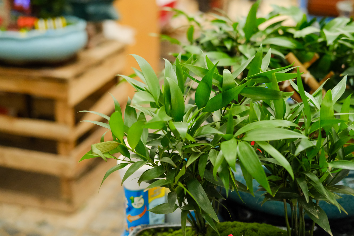 竹柏黄叶的原因和处理办法