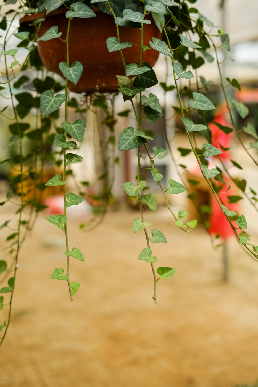 常春藤黄叶的原因和处理办法