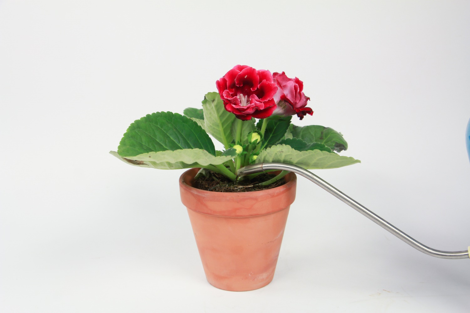 大岩桐黄叶的原因和处理办法