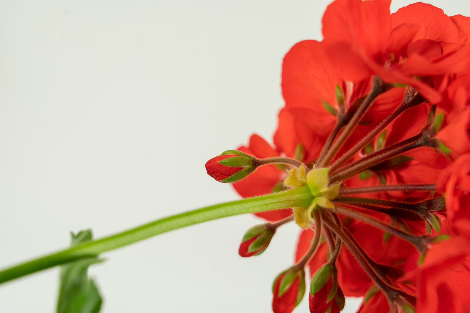 天竺葵黄叶的原因和处理办法