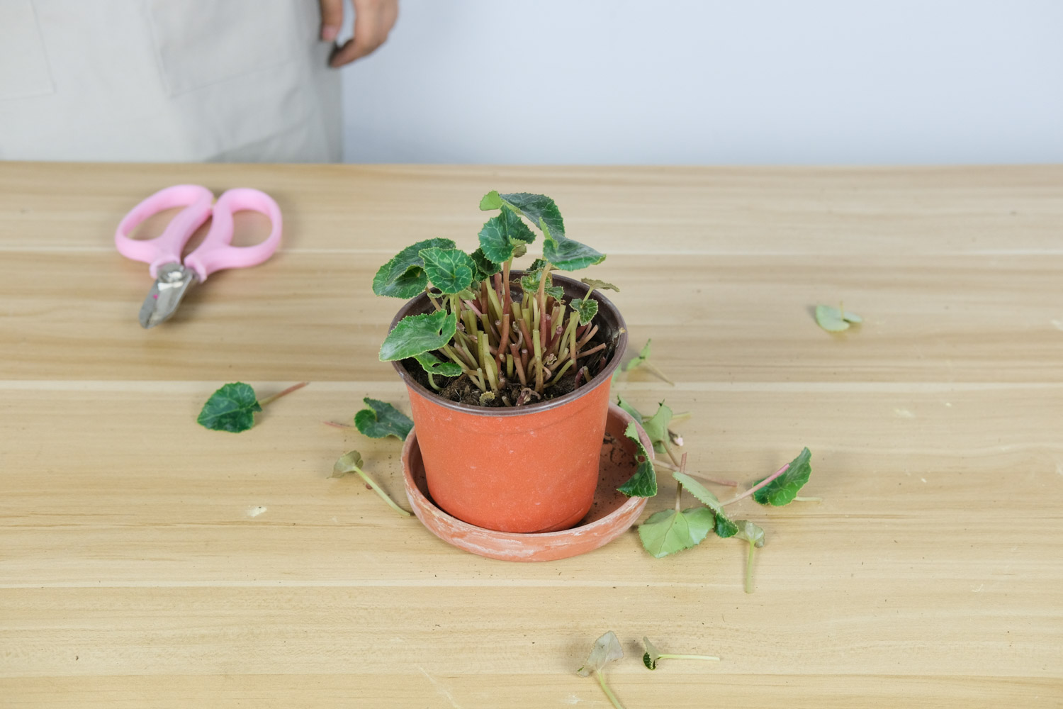 仙客来黄叶的原因和处理办法