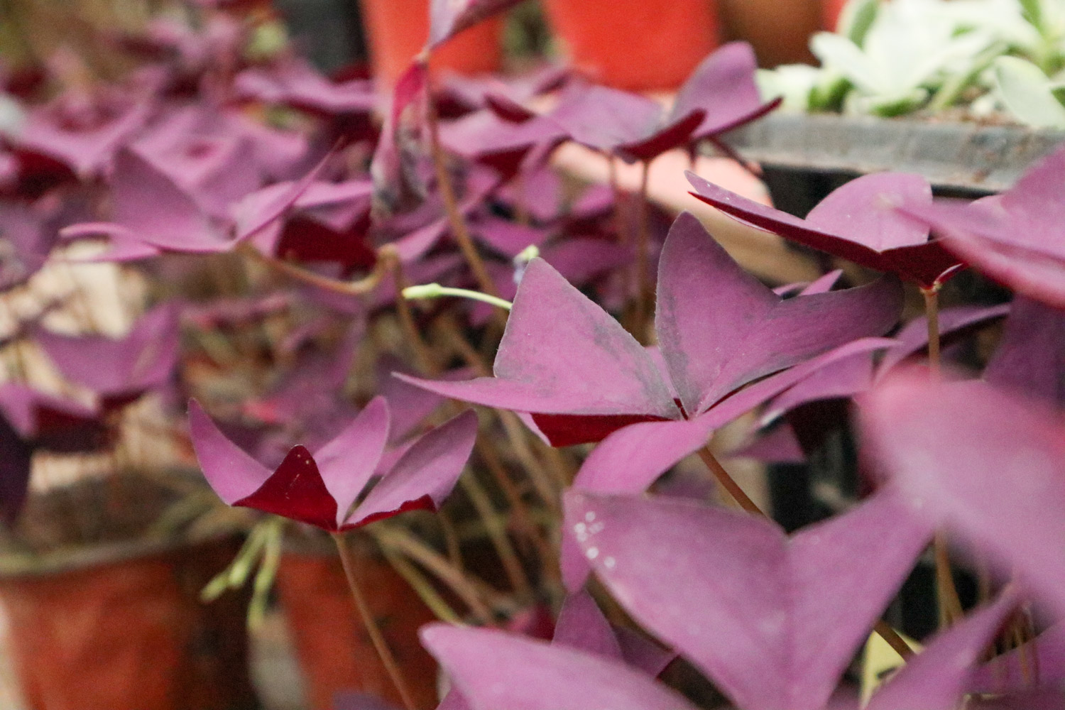 紫叶酢浆草黄叶的原因和处理办法