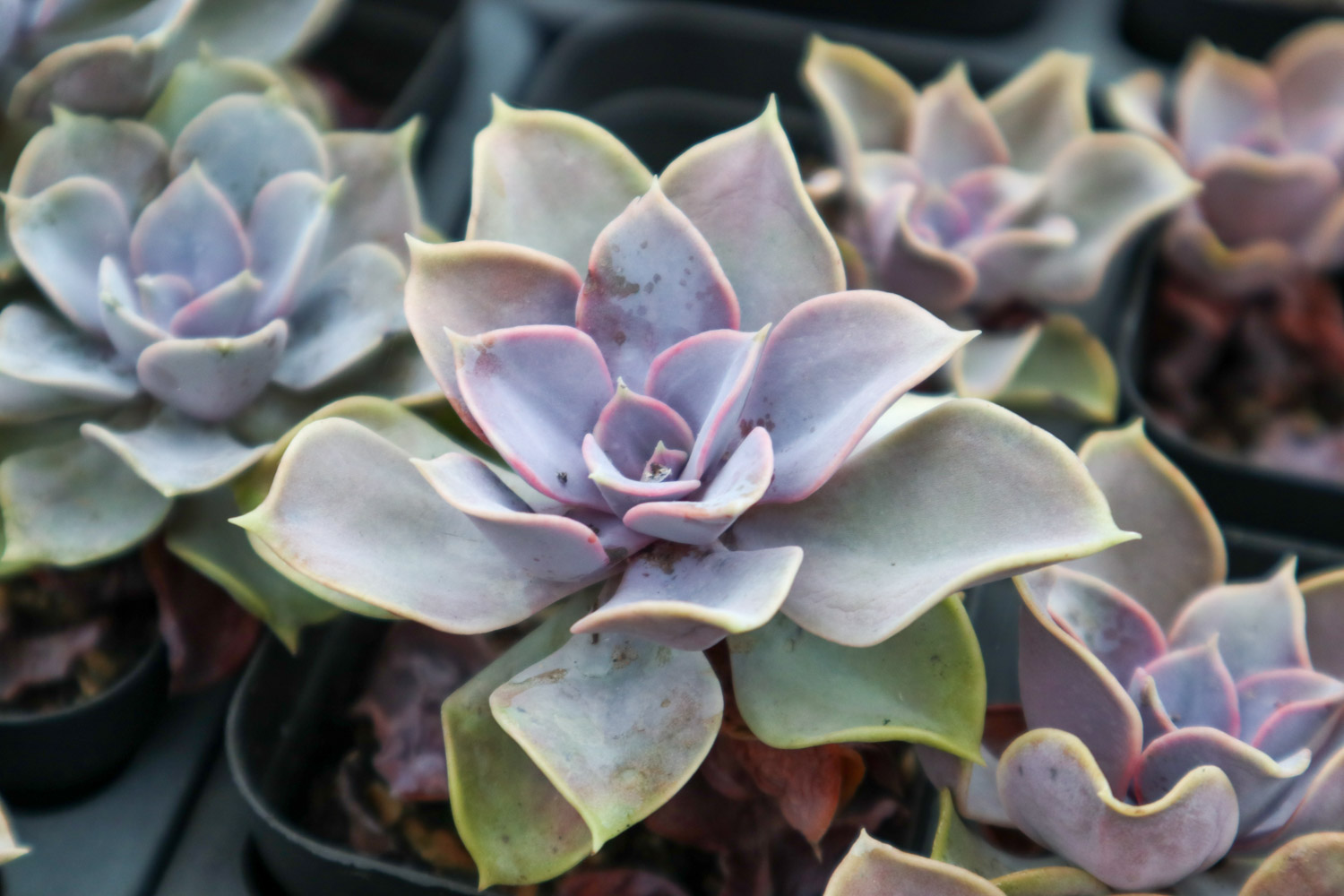 紫珍珠黄叶的原因和处理办法