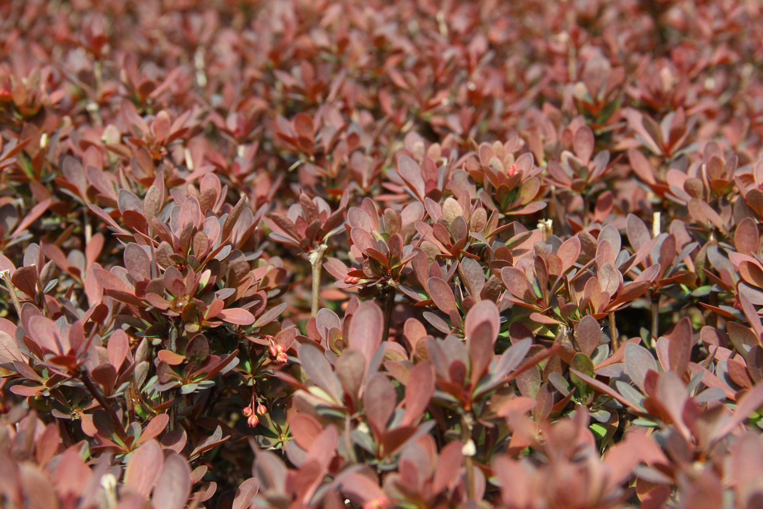 紫叶小檗黄叶的原因和处理办法