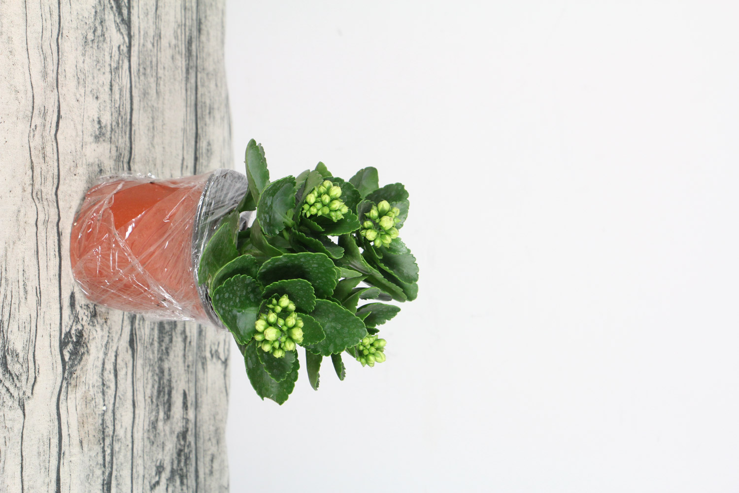 长寿花黄叶的原因和处理办法