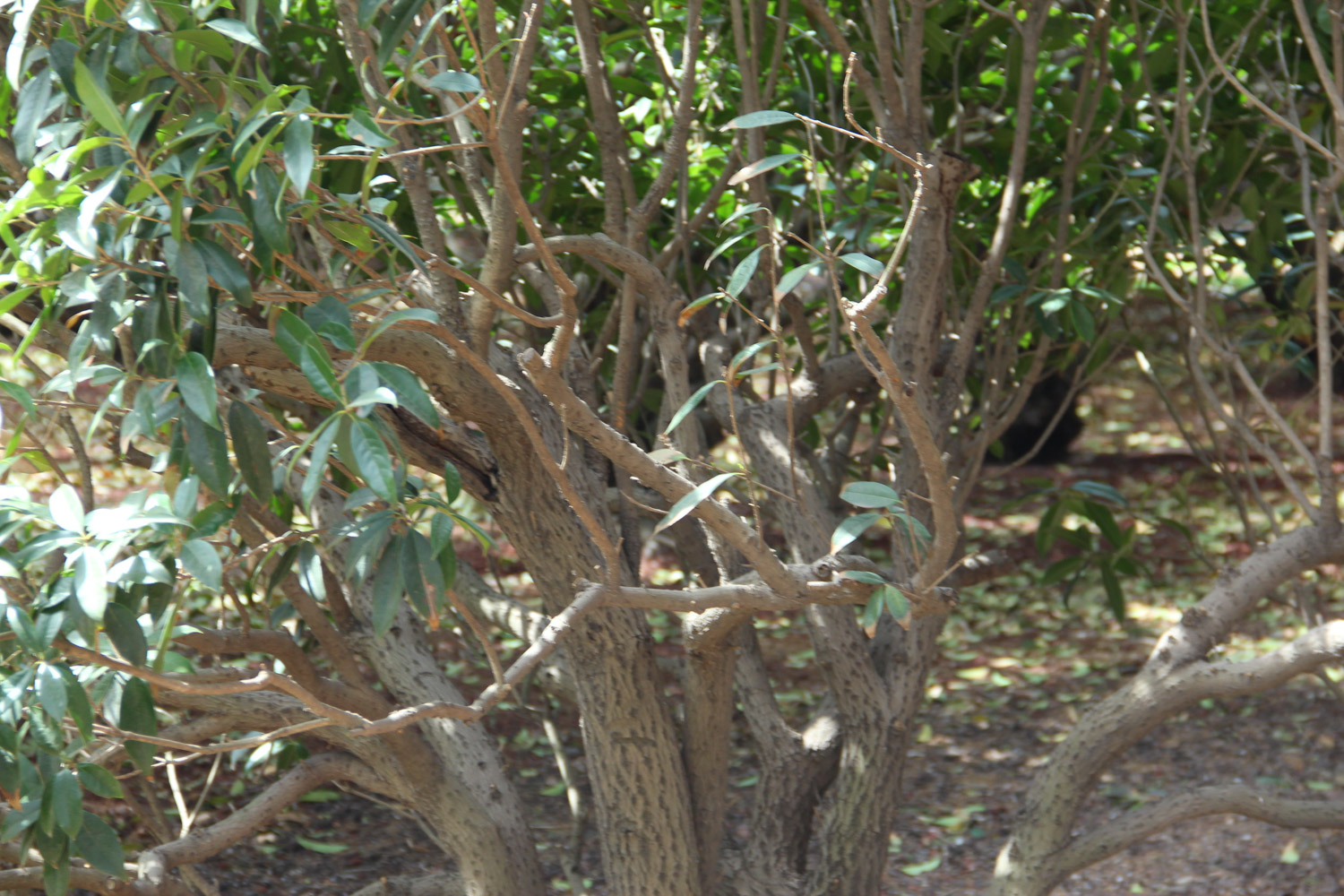 桂花黄叶的原因和处理办法