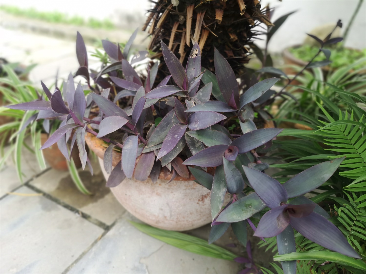 紫竹梅 紫竹梅黄叶的原因和处理办法