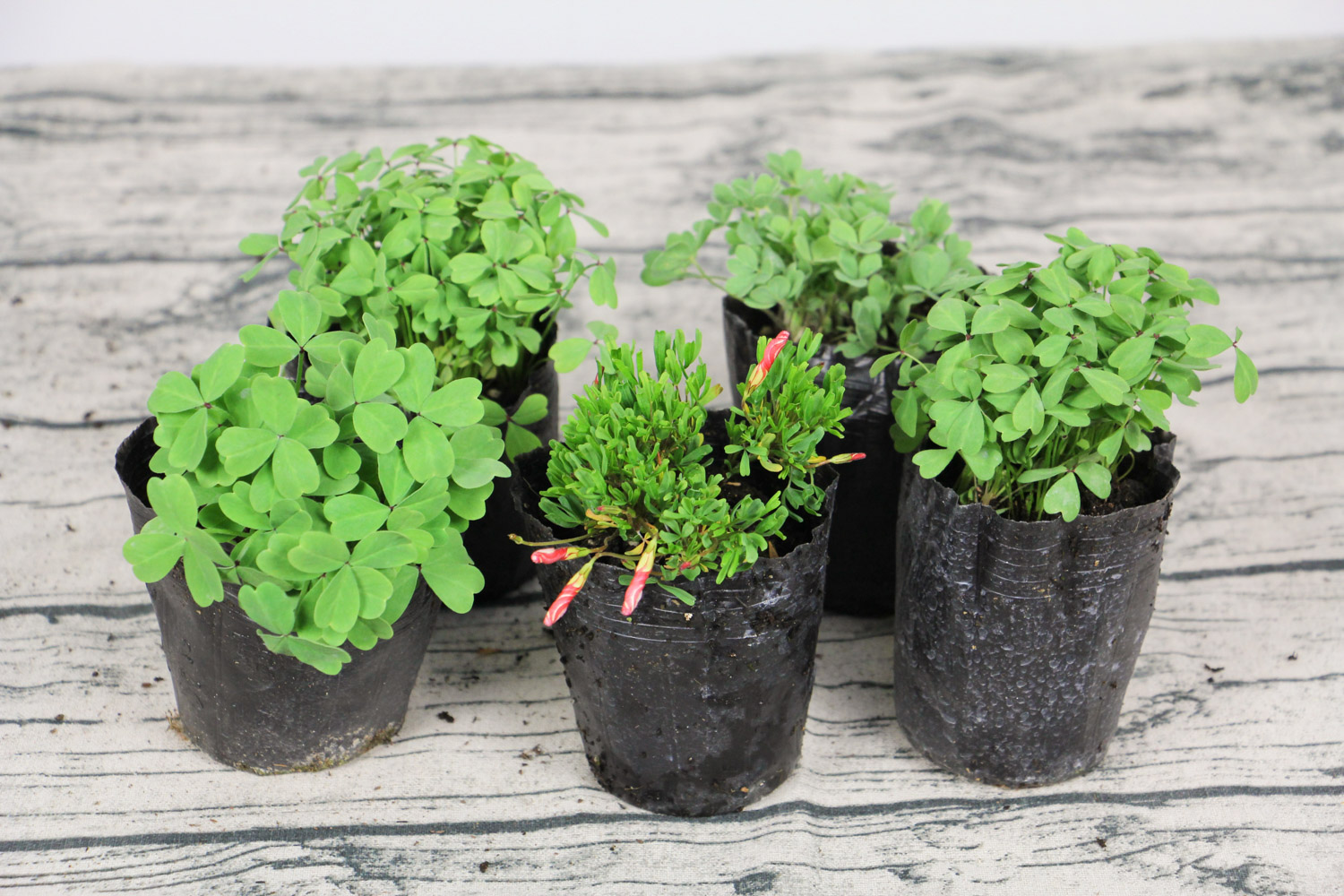 酢浆草黄叶的原因和处理办法