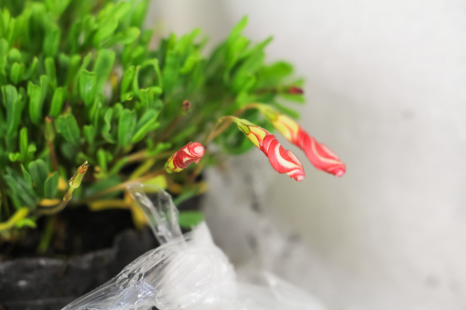 酢浆草黄叶的原因和处理办法