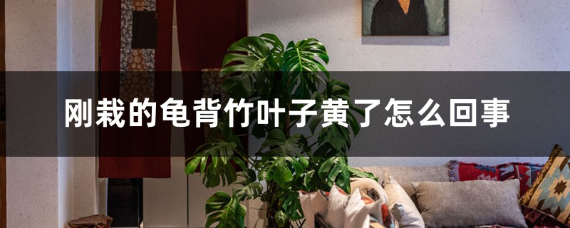 刚栽的龟背竹叶子黄了如何回事