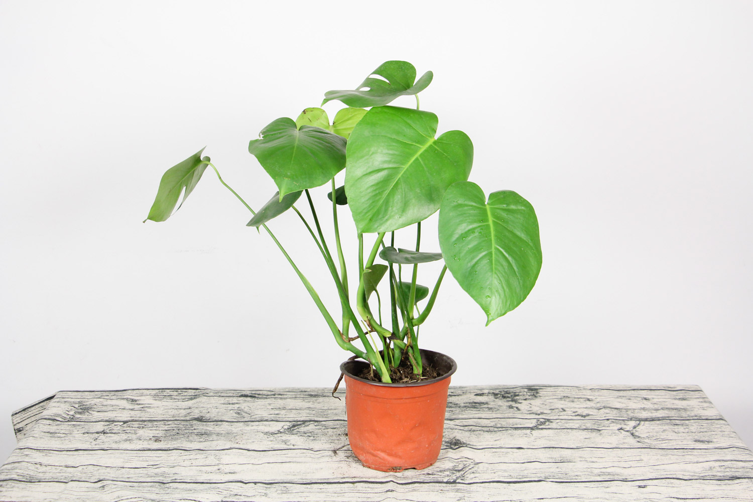 刚栽的龟背竹叶子黄了如何回事