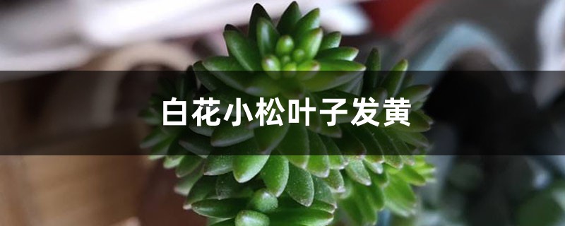 白花小松叶子发黄如何办