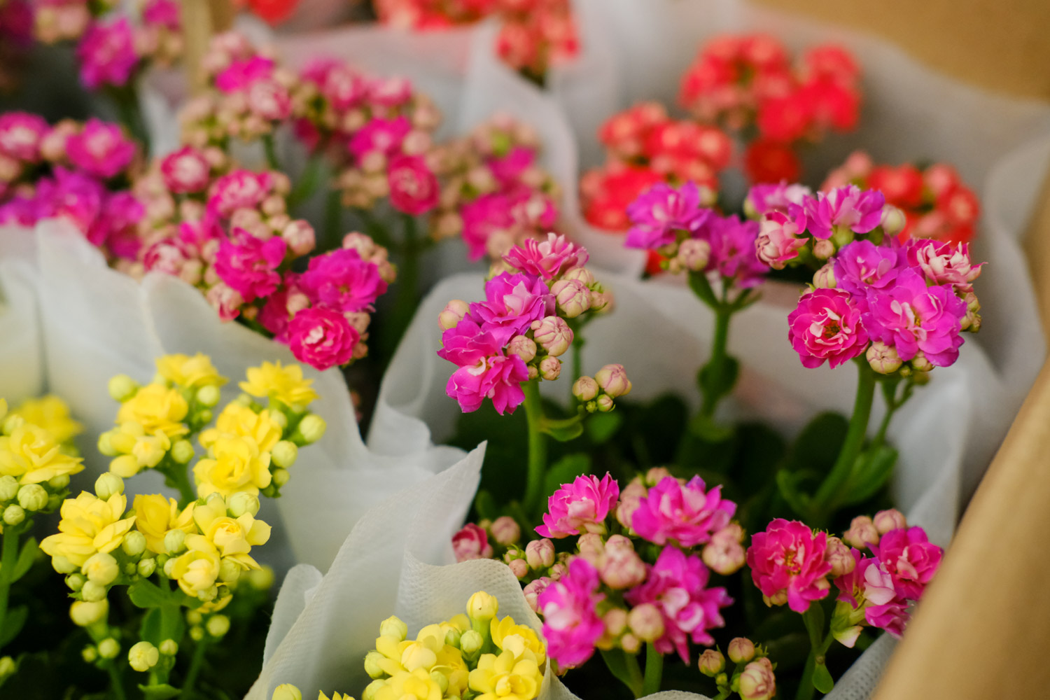 长寿花叶子发黄咋回事