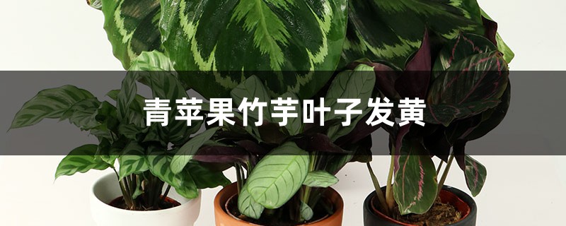 青苹果竹芋叶子发黄如何办
