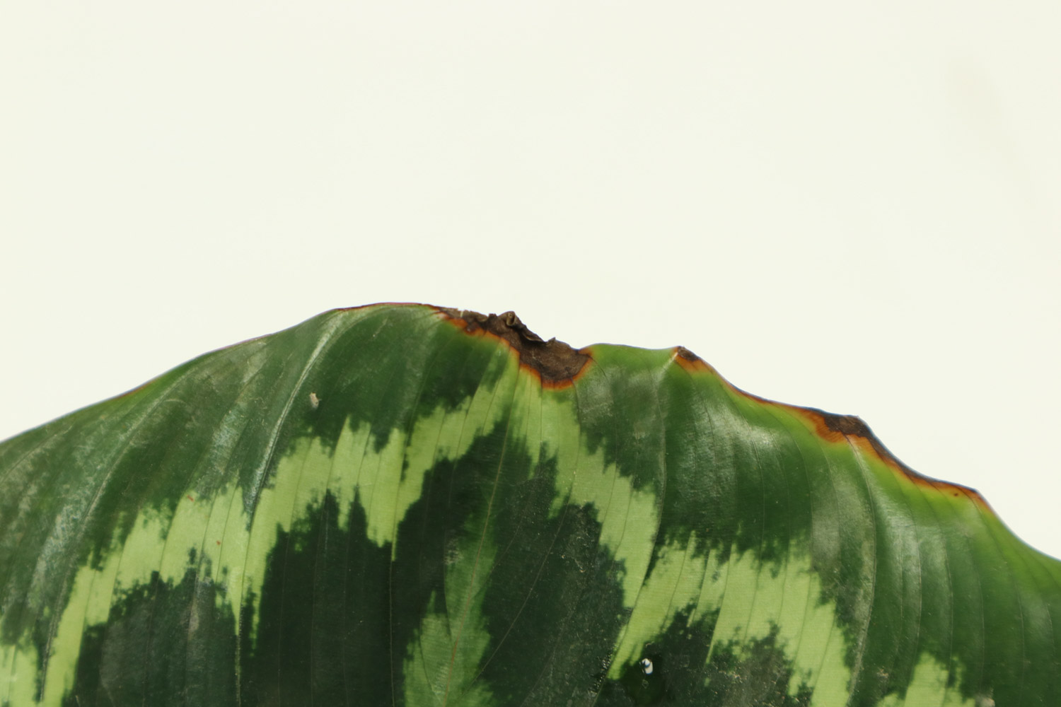 青苹果竹芋叶子发黄如何办