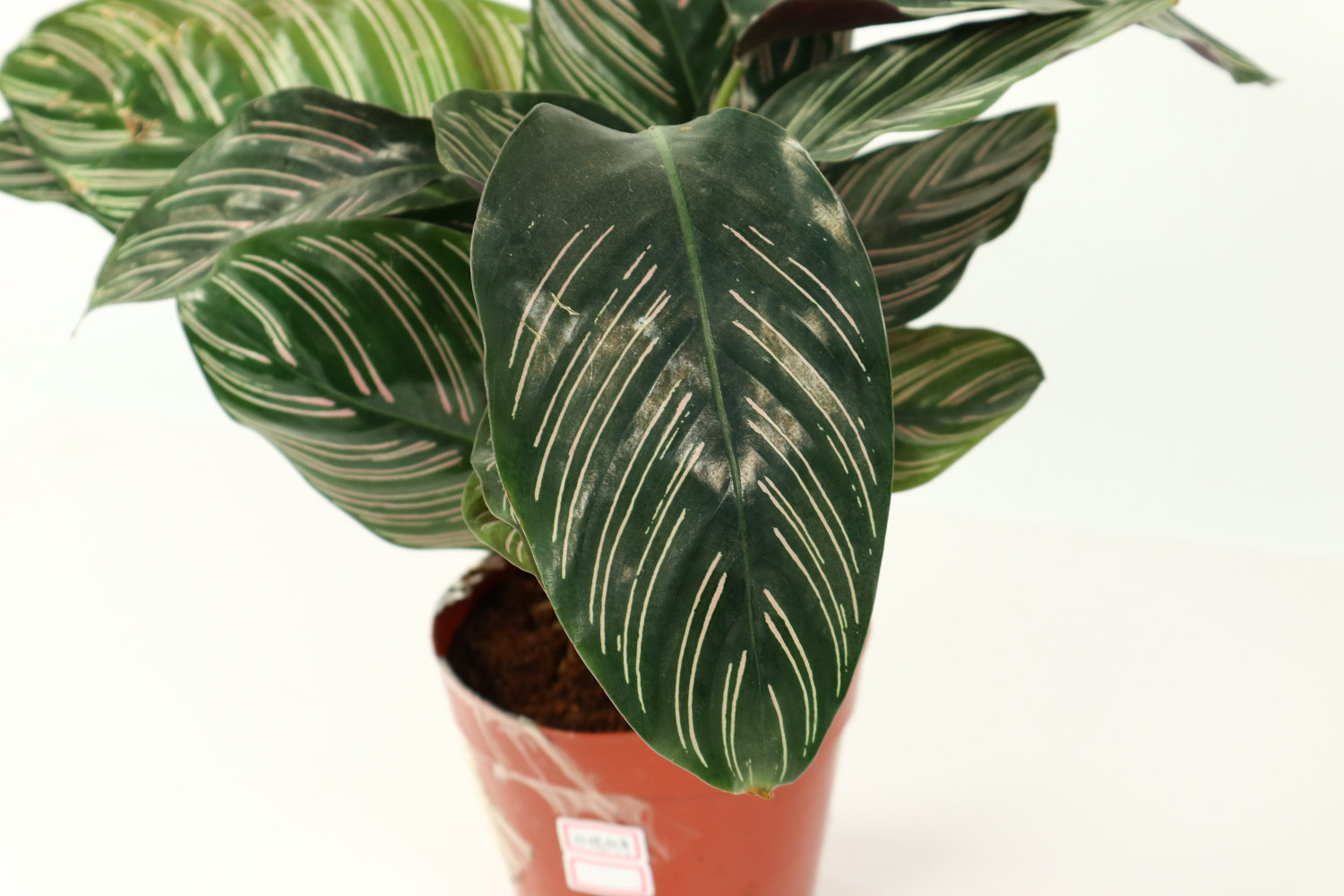 青苹果竹芋叶子发黄如何办