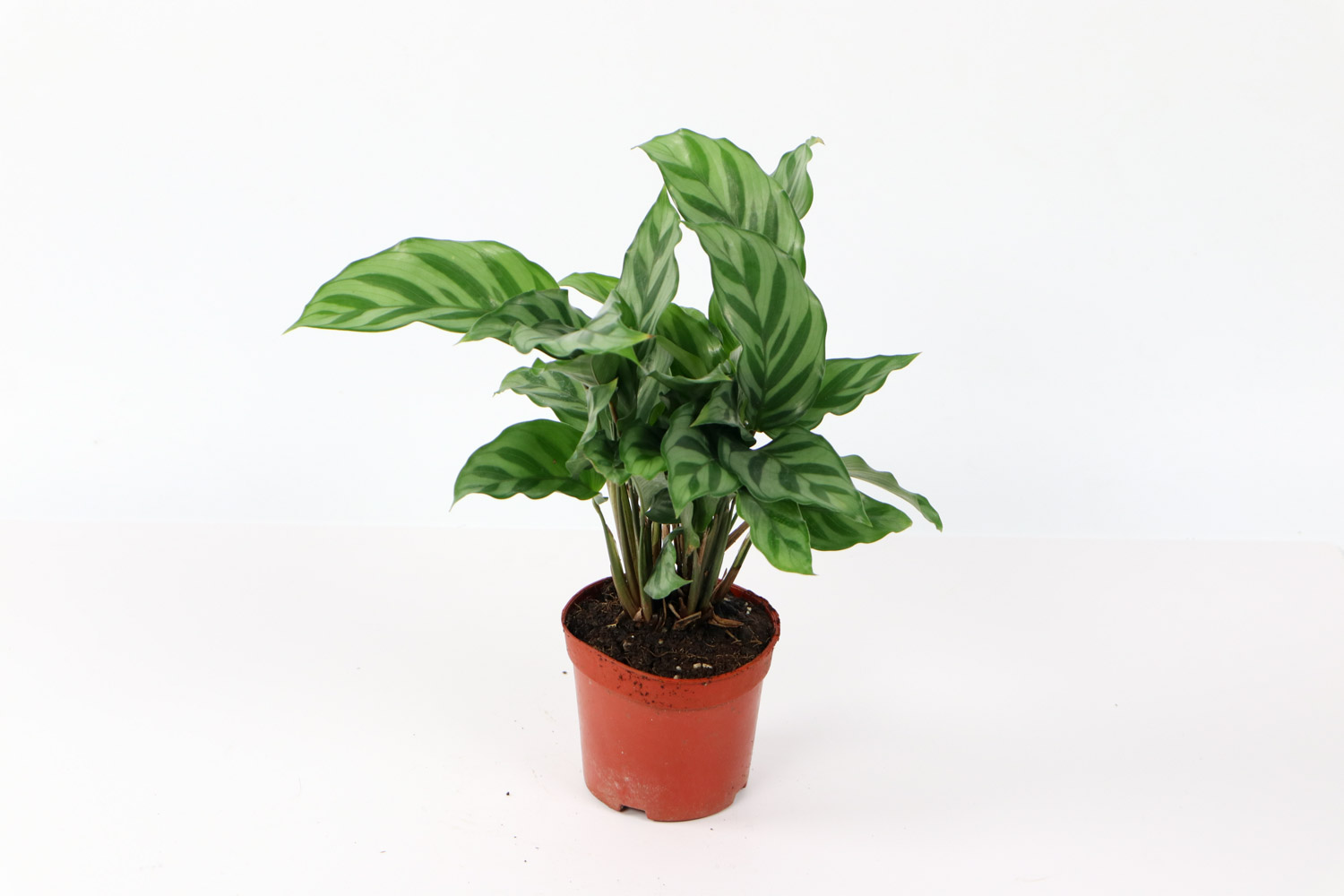 青苹果竹芋叶子发黄如何办