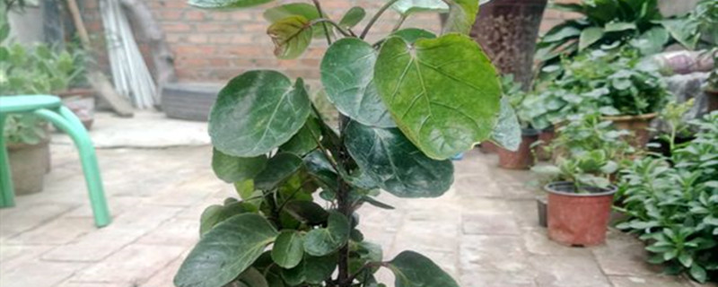 钱兜兜叶子发黄脱落如何办