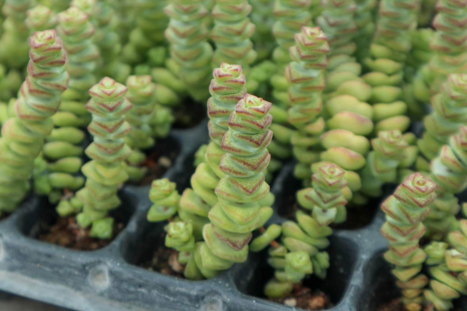 钱串子叶子发黄是如何回事