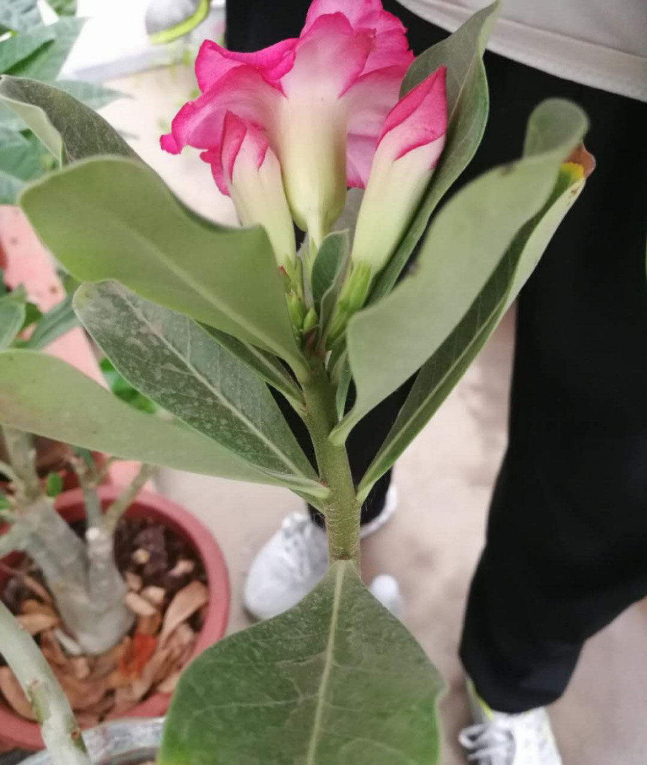 飘香藤黄叶如何办