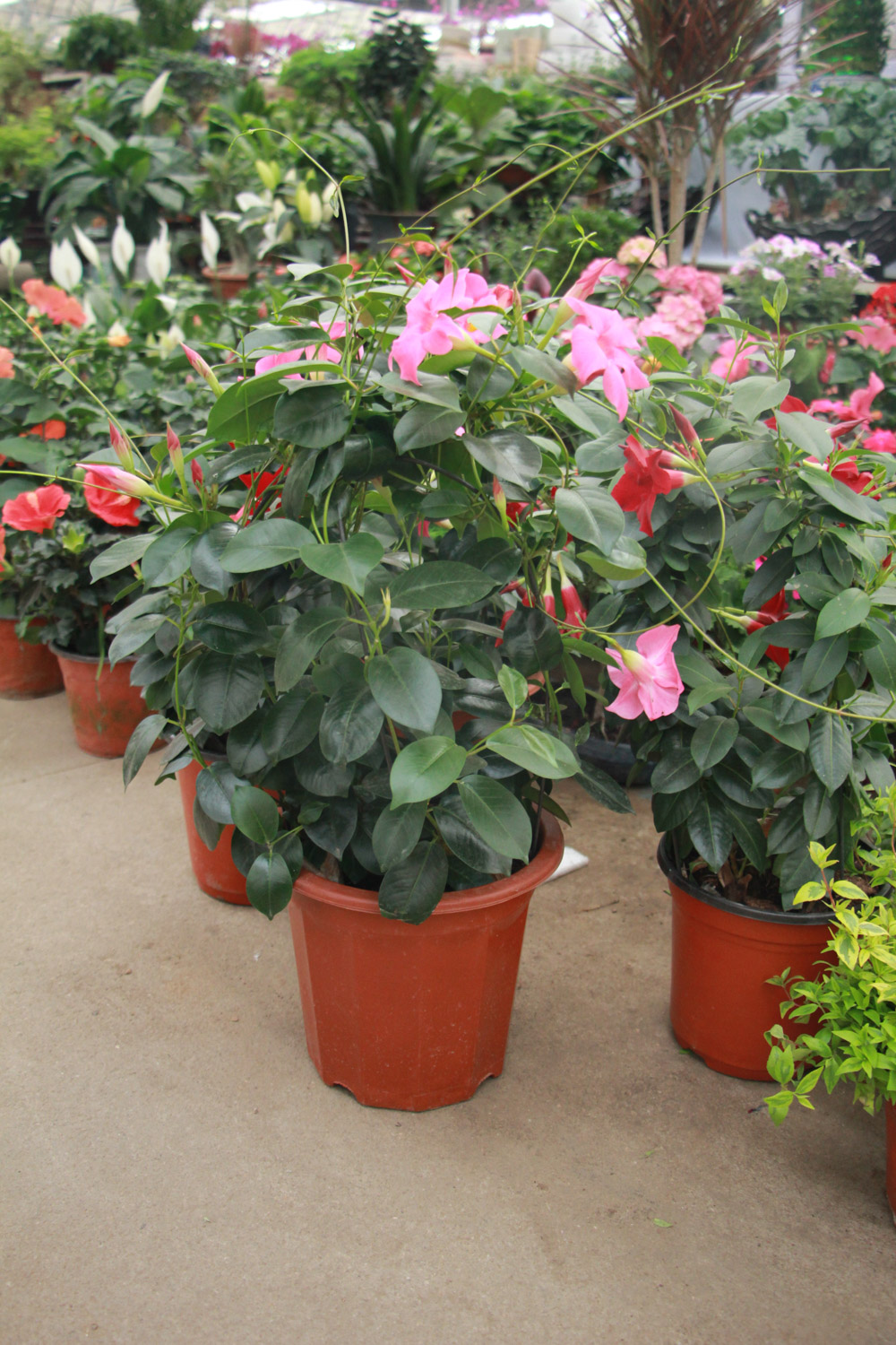 飘香藤黄叶如何办